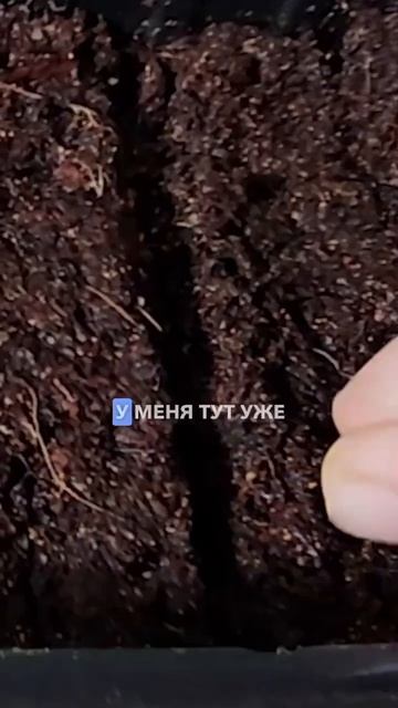 Огород на подоконнике. Как посеять томаты. Комнатные томаты. Выращивание помидор на балконе. смотреть онлайн