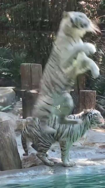 White tiger jumping for food🐅 #china #tigers #guangzhou #meatlovers смотреть онлайн