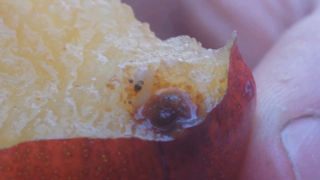 Mosca de la fruta (Ceratitis capitata) en ciruela смотреть онлайн