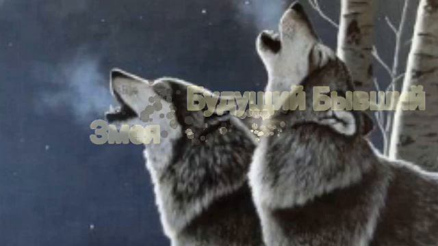 💖 Пары в Wolf Online 💖 смотреть онлайн