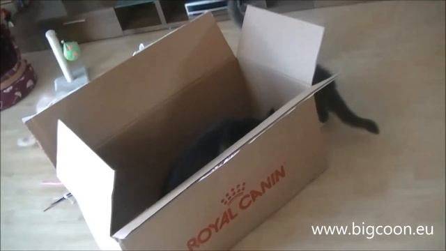 bigcoon royal canin смотреть онлайн