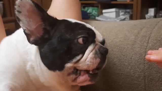 ФРАНЦУЗКИЙ БУЛЬДОГ НИКА# ЗЛОЙ БУЛЬДОГ смотреть онлайн