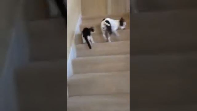 Играть и кушать,жить хорошо,коты смотреть онлайн