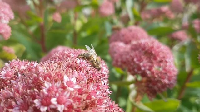 Meemesilane Apis mellifera смотреть онлайн