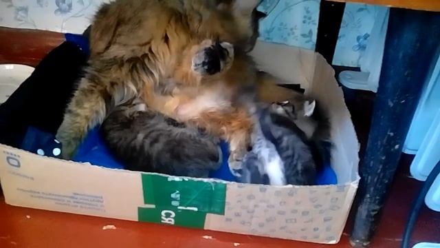 Маруся и ея дети