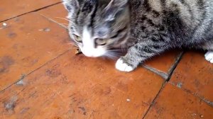 Будет ли кот есть шершня