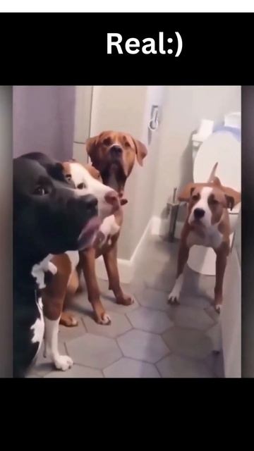 3D Pitbull Felt Statue from Pictures - #pitbull #pitbulldog #pitbulllovers_ смотреть онлайн