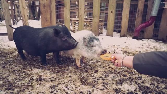 Свинья и собака — встреча, которую никто не ожидал 🐷🐕 смотреть онлайн