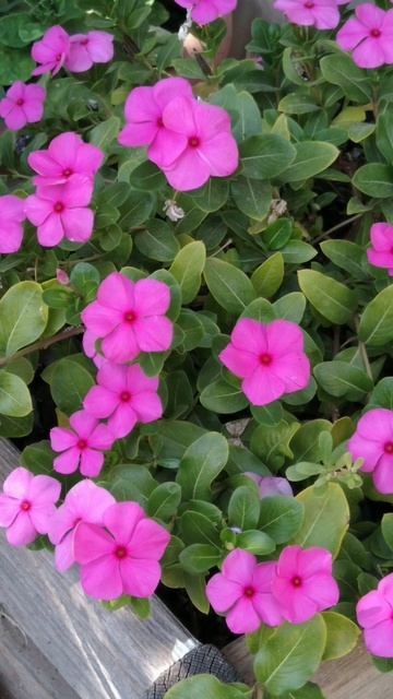 Лучшие однолетники для жаркого лета. Тройка лидеров🔸 смотреть онлайн