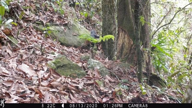 Eira barbara_ Umba, Tayra [at Montecito-Gámbita, Colombia] смотреть онлайн
