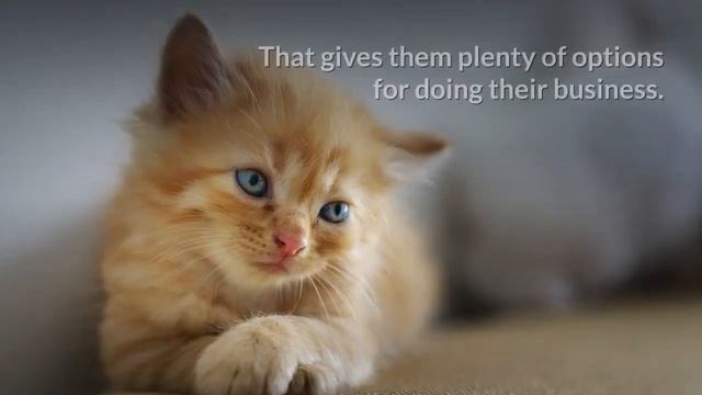 Litter Mat - 4 Effective Ways to Litter Box Train a New Kitten смотреть онлайн