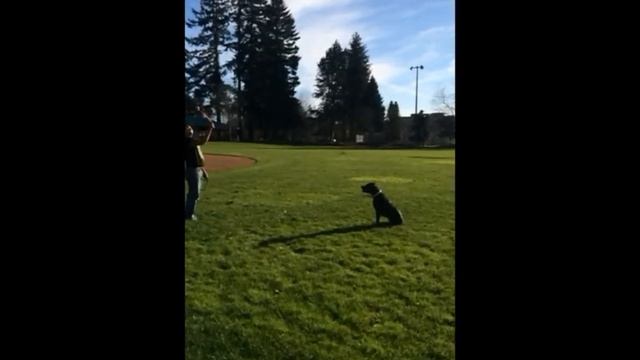 Puma at the park смотреть онлайн