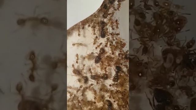 Pheidole spathifera смотреть онлайн