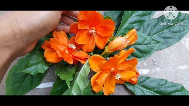 Summer seasonal Flowers is a Beautiful Orange color Pereskia Flowers pereski Flowers Bhavani