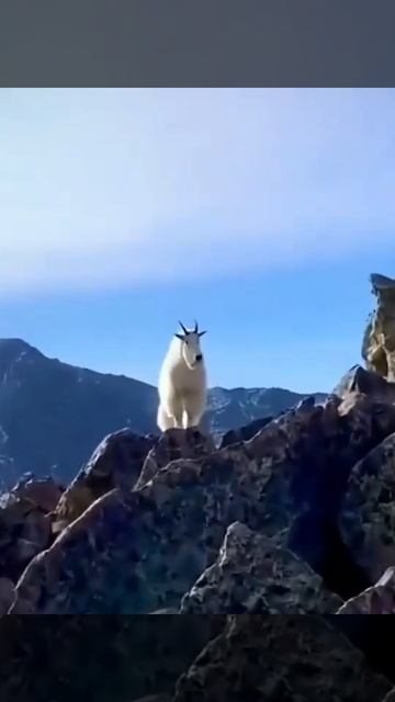 mountain goat beauty смотреть онлайн