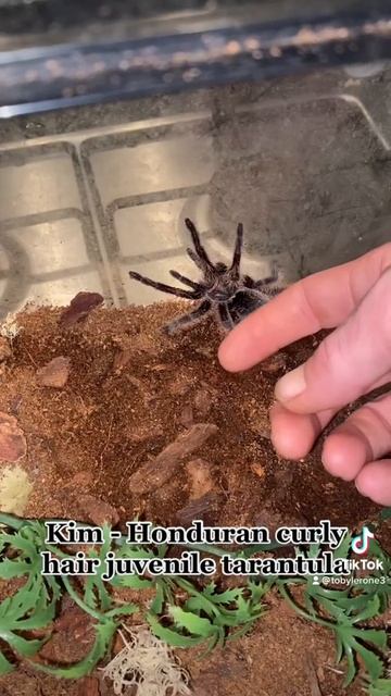 Stroking my curly hair смотреть онлайн