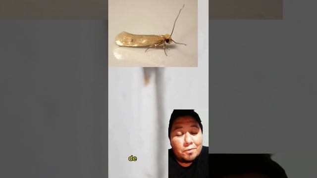La Polilla del estuche 🐛🦋👕👗 #insects #biology #biología #bio #cienciadivertida #ciencia #cientifico смотреть онлайн