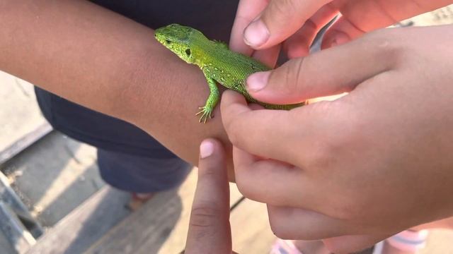 Маленький ящик как динозавр смотреть онлайн