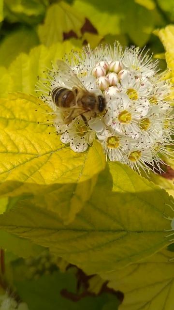 Пчела на работе смотреть онлайн