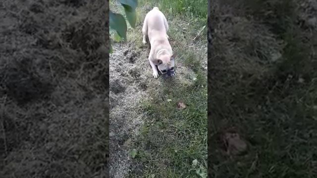 Лягушка и Бульдог смотреть онлайн