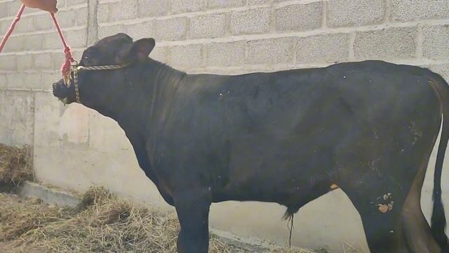 Срочно Сотилади.Тел:+992927981008, +992987981008. смотреть онлайн