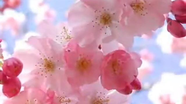 გ.youtube გაზაფხული смотреть онлайн