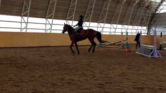 Менка ног на галопе #horse #лошади #конкур #equestrian смотреть онлайн