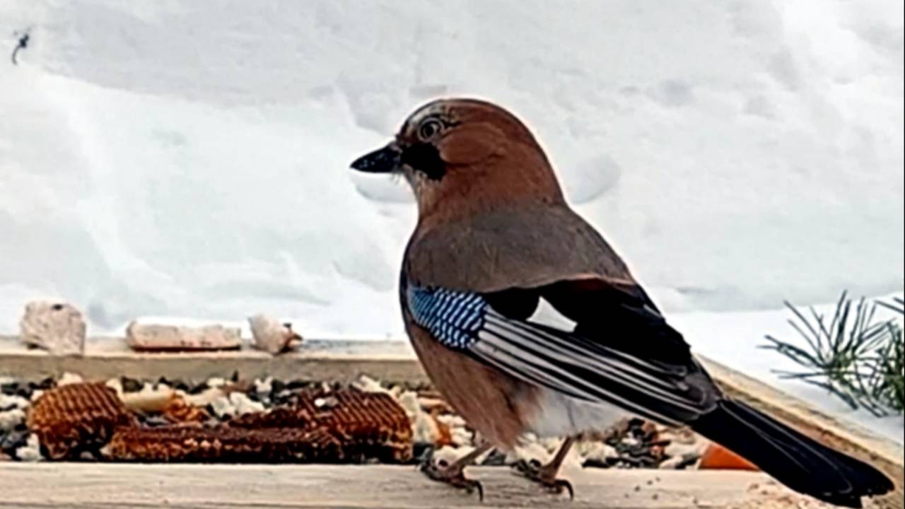 Сойки прилетели на кормушку смотреть онлайн