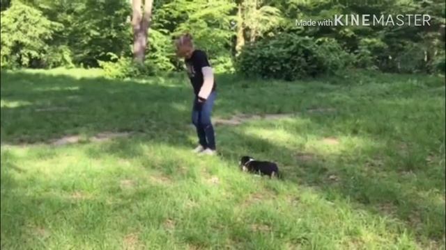 VIOG выгуливаем кролика в лесу смотреть онлайн