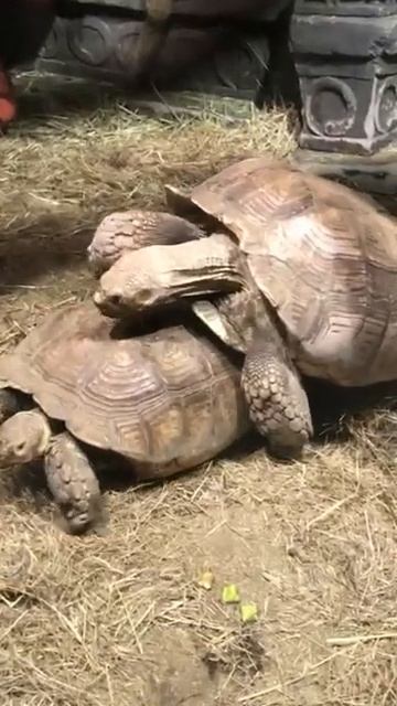 Плотские утехи воронежских черепах сняли на видео смотреть онлайн