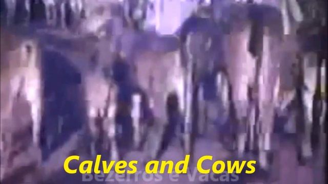 History on imports of Indian Zebu cattle to Brazil смотреть онлайн