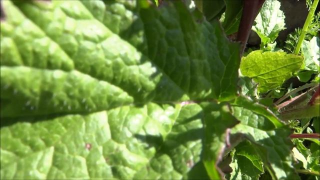 Radijs (Raphanus sativus subsp. sativus) - 2016-05-06 смотреть онлайн