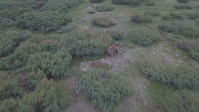 Медведь смотреть онлайн
