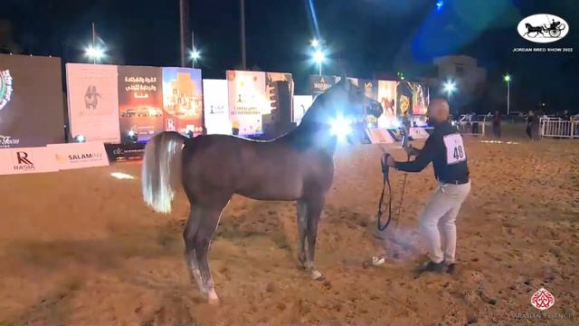 Jordan Bred Show 2022 Class 7A смотреть онлайн