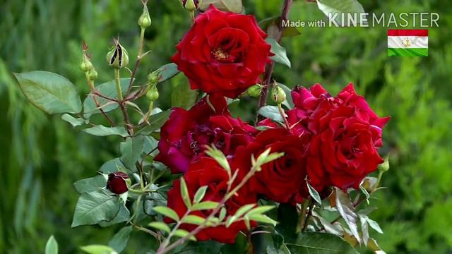 15 тыс пациентов- из больницы Истиклол после лечения смотреть онлайн