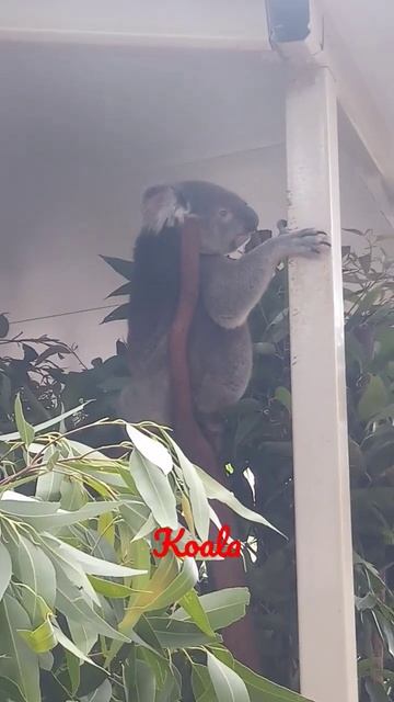 Koala - Australia смотреть онлайн