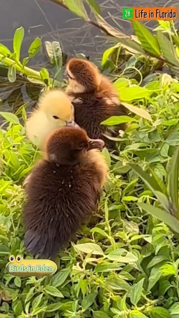 Three Cute Ducklings Playing Together~#2🐥 смотреть онлайн