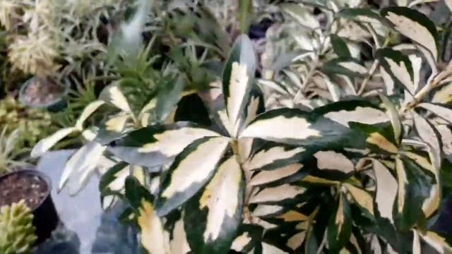 conheça a evonimo , planta muito bonita para enfeitar sua casa. смотреть онлайн