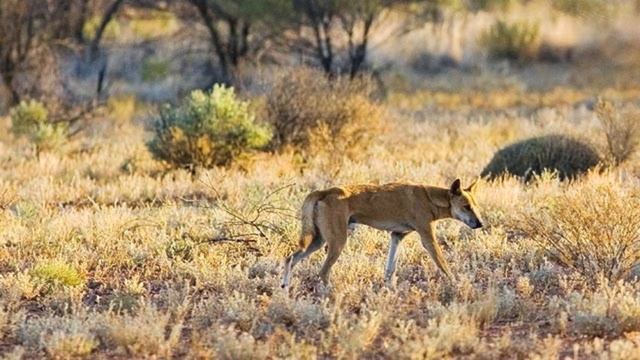 Aboriginals - Dingo Lonely for its Mate (I) смотреть онлайн