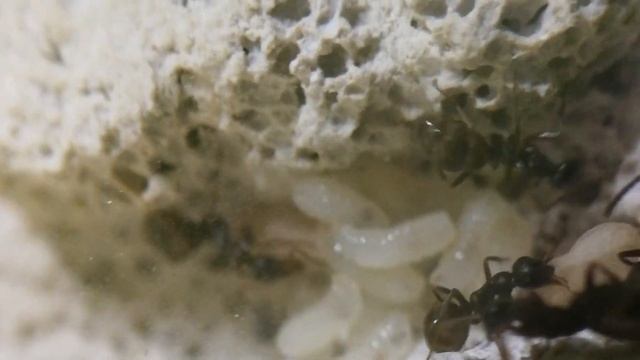 Les NYMPHES des fourmis смотреть онлайн
