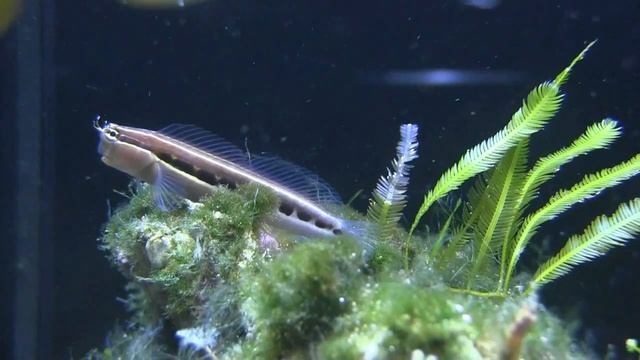 Falsche Clownfisch (Amphiprion ocellaris) - Aqzeno смотреть онлайн