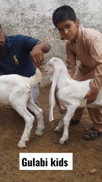 AMAZING QUALITY GULABI GOATS KIDS || PURE GULABI KAPLA GOATS #SHORT смотреть онлайн