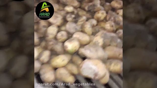 سورت سیب زمینی جلی در مجموعه آراد смотреть онлайн