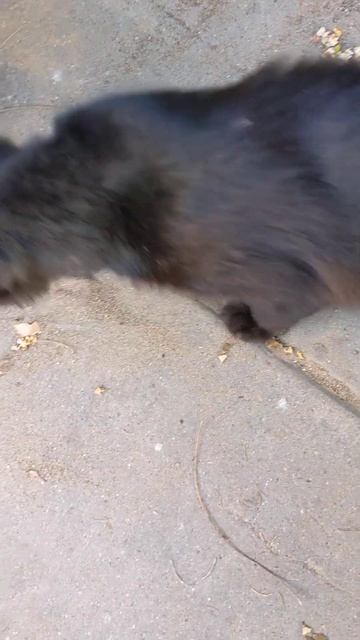 Пантера мяукает мяу 😻 Смешные коты 😹 Panther meow 🐆 Funny cats Animals Nature Memes Kawaii Pets Luc смотреть онлайн