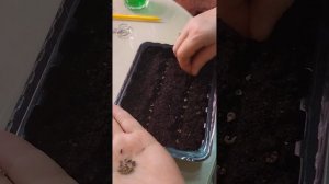 Посадка семян Календулы на рассаду