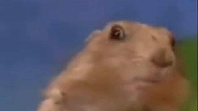 Зловещий взгляд суслика смотреть онлайн