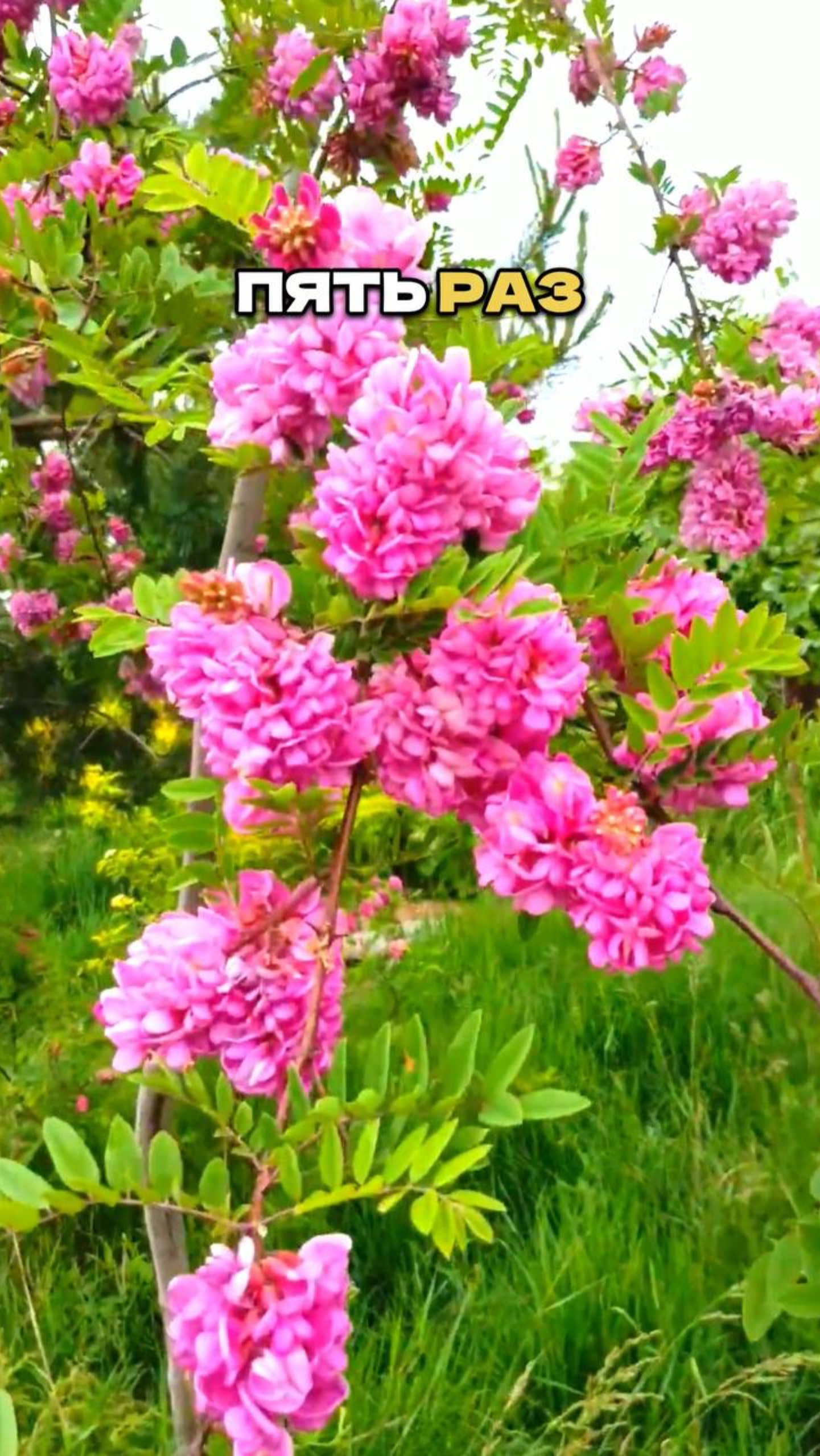 Цветет 5 (!) Раз за Сезон и Никакого Ухода 🌸🔥 смотреть онлайн