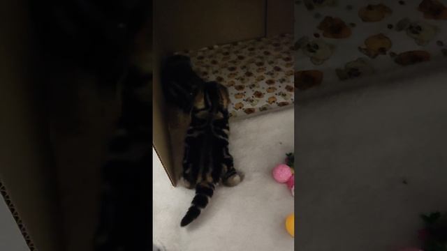 Ночные попрыгуши🐸 смотреть онлайн
