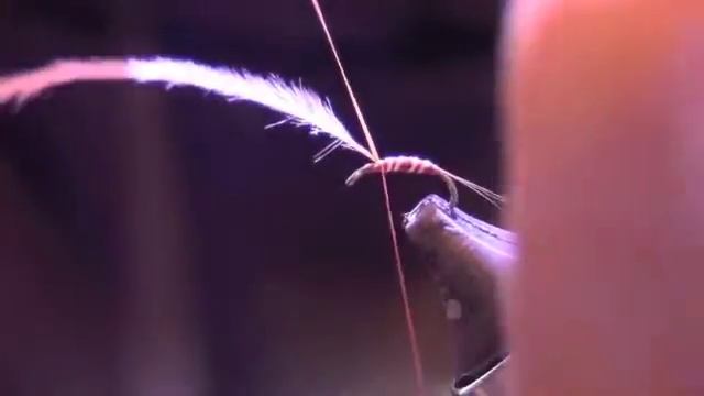 Big Bird PMD Nymph смотреть онлайн