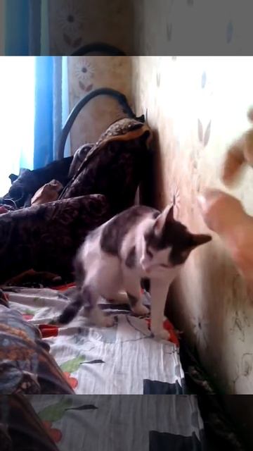 Адский кот смотреть онлайн